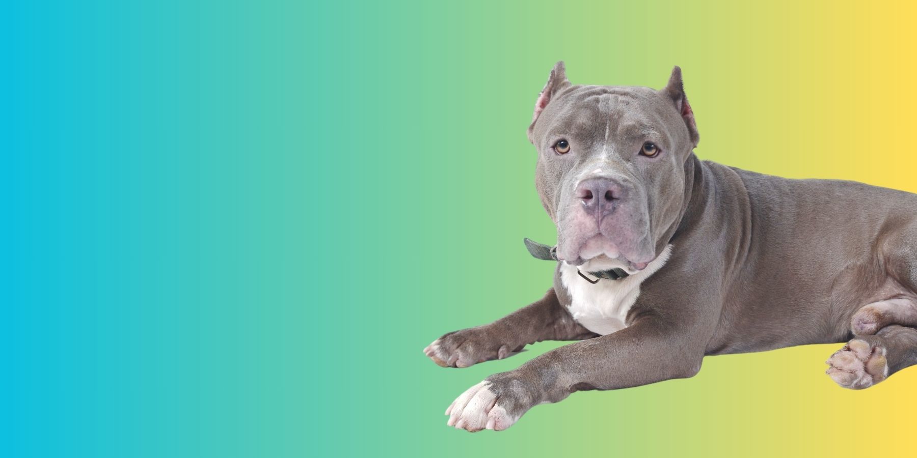Why Do People Cut Their Pitbulls' Ears? SPARK PAWS
