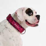 Comfort Control Collar Set - Fuchsia Camo