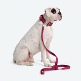 Fuchsia Camo Collar