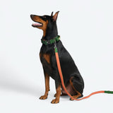 Comfort Control Collar Set - Green Orange