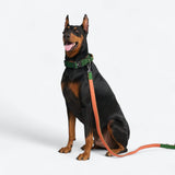 Comfort Control Collar - Green Orange
