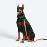 Comfort Control Collar Set - Green Orange