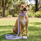 Lilac Martingale Collar||size:A,B,C,D,E