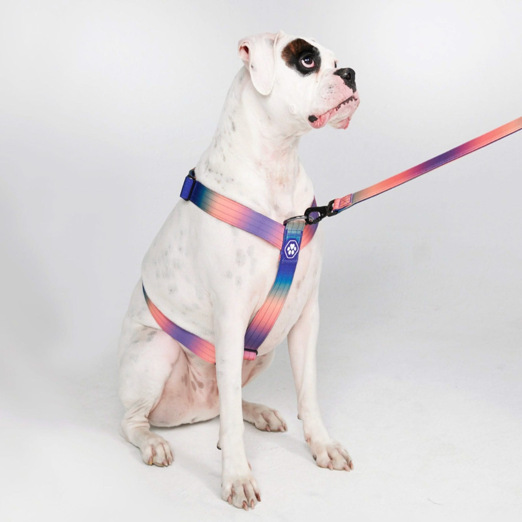 Doggy kingdom no pull harness sales