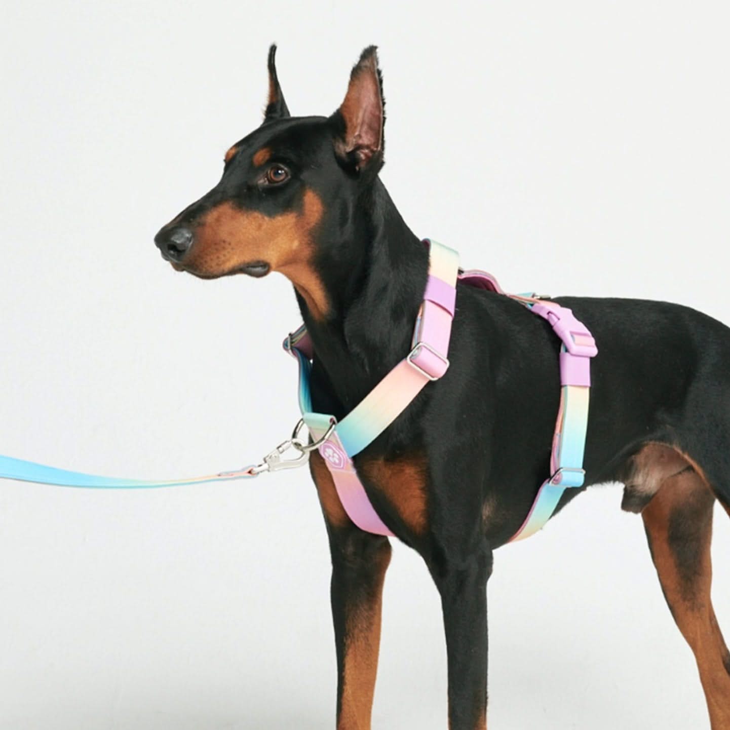 Pastel hotsell dog harness