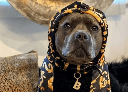 10 Wear-More-Than-Once Dog Halloween Costumes