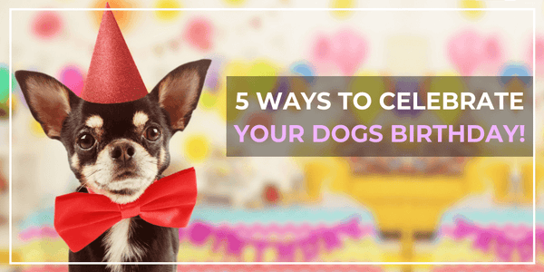 5 ways to celebrate your dogs birthday