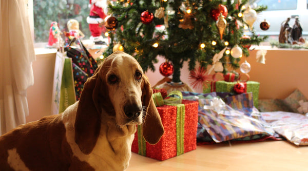 How to Dog-Proof Your Christmas Tree