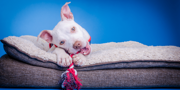 How much exercise does a pitbull need?