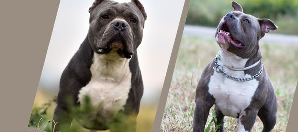 Why Are Pit Bulls So Muscular?