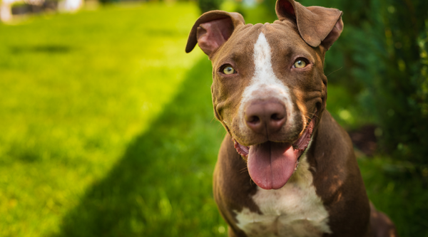 Do Pit Bulls Shed A Lot and How Can You Reduce Shedding?