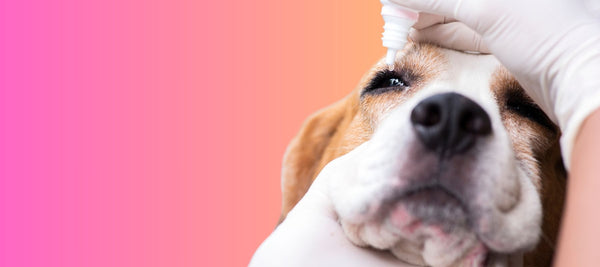 Dog Eye Care 101: How to Clean Dog Eye Boogers