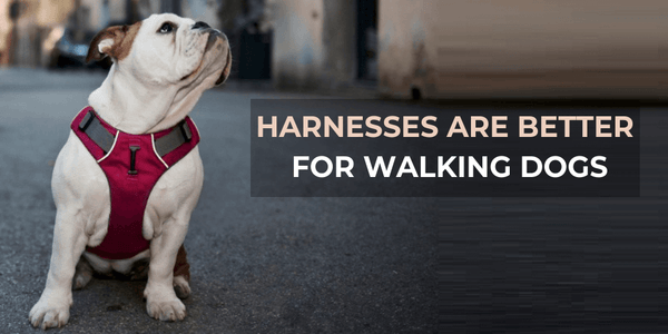 Why Dog Harnesses are better for walking dogs