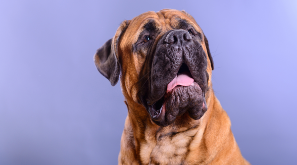 Best Collars for Bullmastiffs