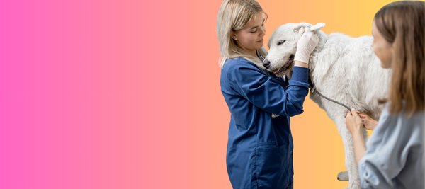 How to Comfort a Dog With Pancreatitis