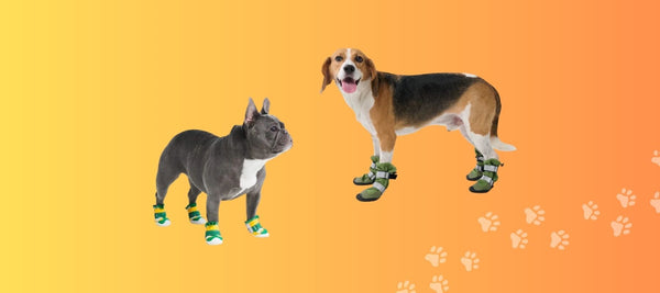 Best Tips on How to Train a Dog to Wear Boots