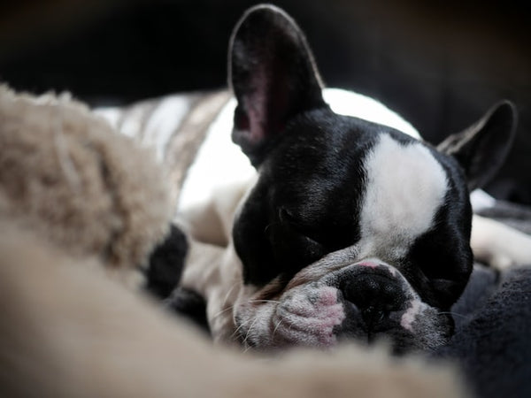 How to Tell If Your French Bulldog Is Sick