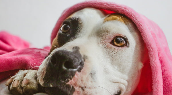 Dog Pajamas for Pit bulls: How to choose the perfect PJs