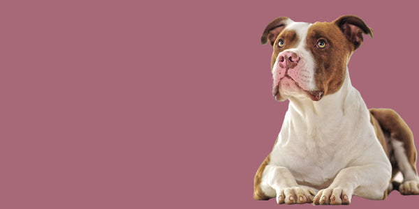 10 Intriguing Pit Bull Facts
