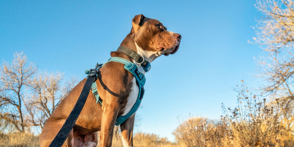 The Best Harness for your Pitbull’s Adventures!