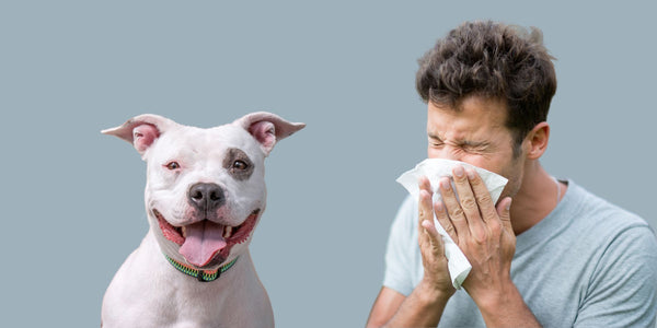 Are Pit Bulls Hypoallergenic - All You Need to Know