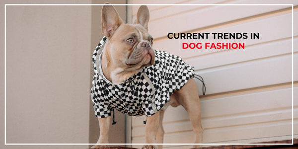 Current Trends in Dog Fashion: Your Pup's Wardrobe Essentials
