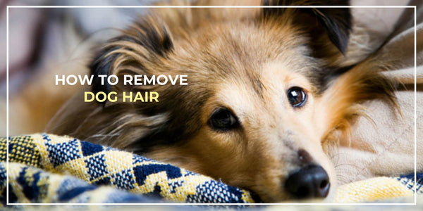 How to Remove Dog Hair From Your Clothes Easily
