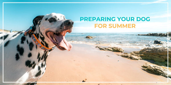 Excited for Summer? Here's How to Prevent Your Dog From Overheating!