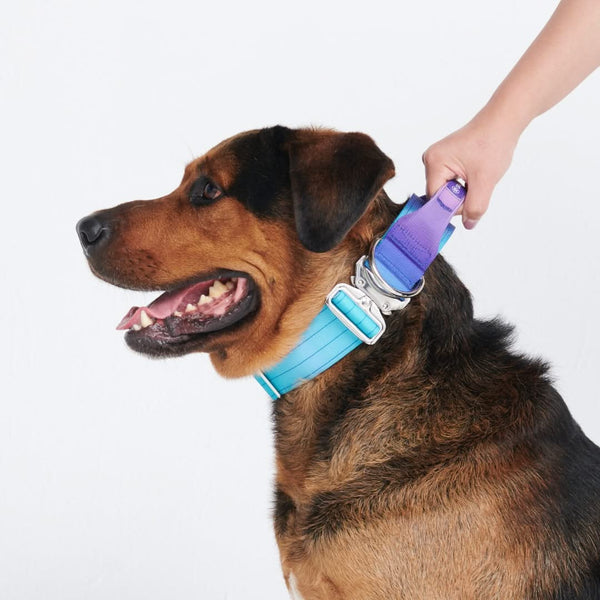 Comfort Control Collar - 90s Retro