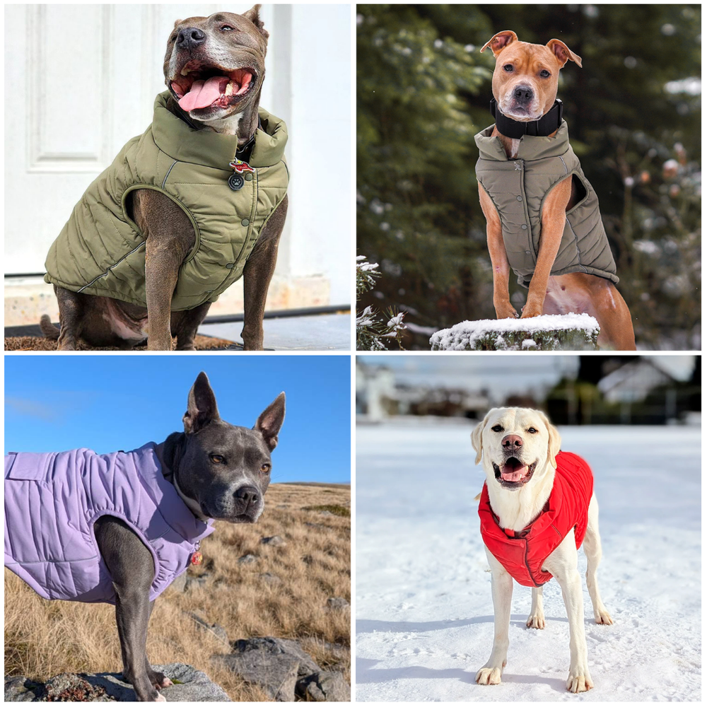 Water Resistant Winter Dog Jacket Vest – SPARK PAWS