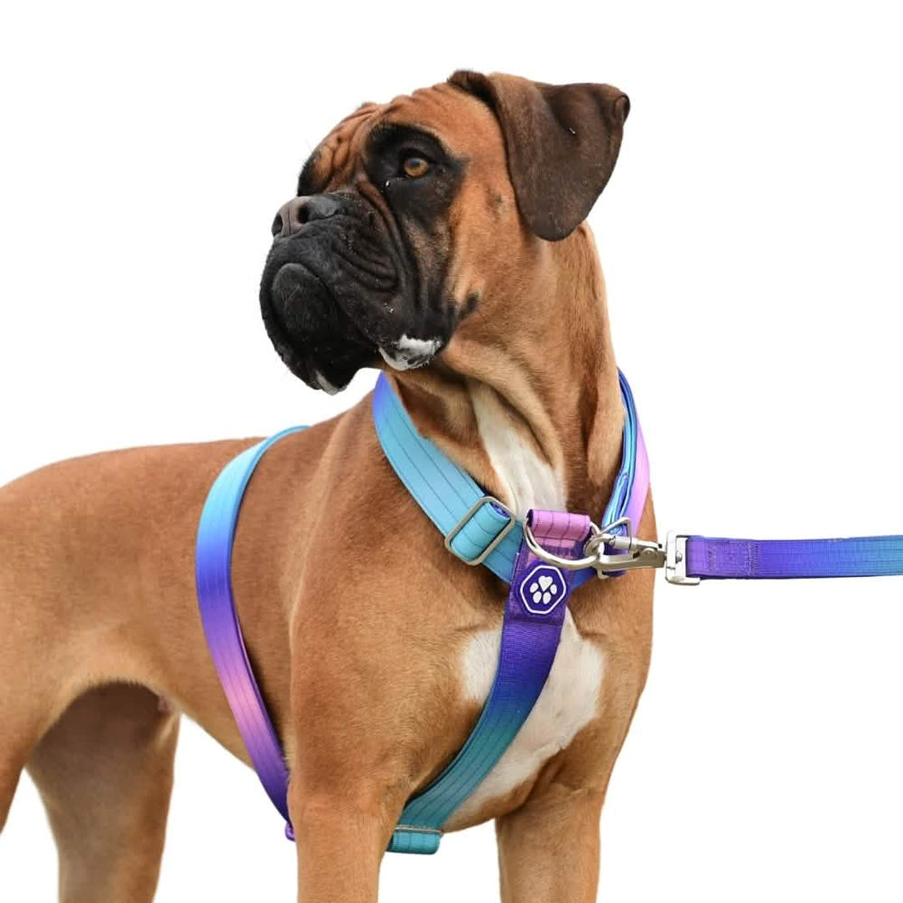 Comfort Control No-Pull Dog Harness 90s Retro – SPARK PAWS