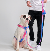 Comfort Control No-Pull Dog Harness Set - Snow Cone