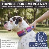 Comfort Control Collar - Snow Cone