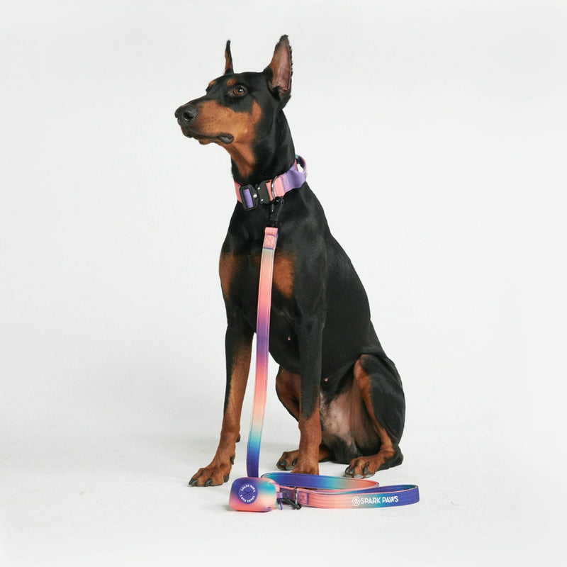 Comfort Control Collar Set - Kaleidoscope