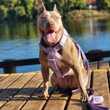 Comfort Control No-Pull Dog Harness - Lilac