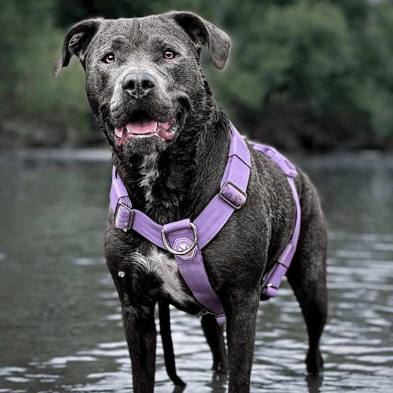 Comfort Control No-Pull Dog Harness Set - Lilac