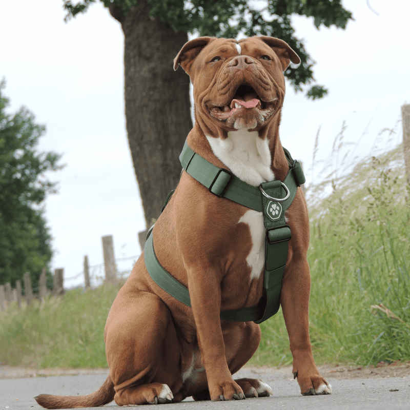 Comfort Control No-Pull Dog Harness - Green