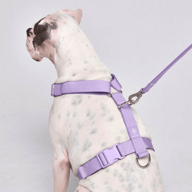 Comfort Control No-Pull Dog Harness Set - Lilac