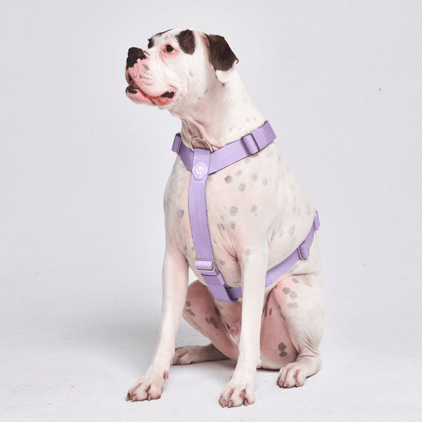 Comfort Control No-Pull Dog Harness - Lilac