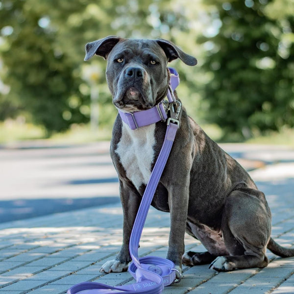 Tactical Dog Collar Set - Lilac (2"/5cm)