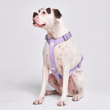 Comfort Control No-Pull Dog Harness - Lilac