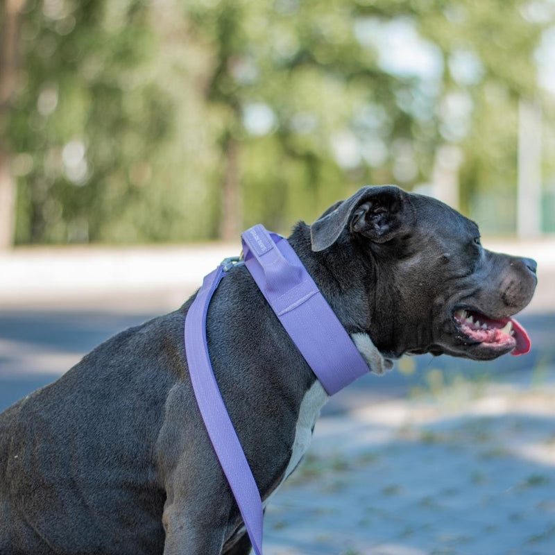 Comfort Control Collar Set - Lilac