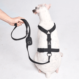 Comfort Control No-Pull Dog Harness - Black