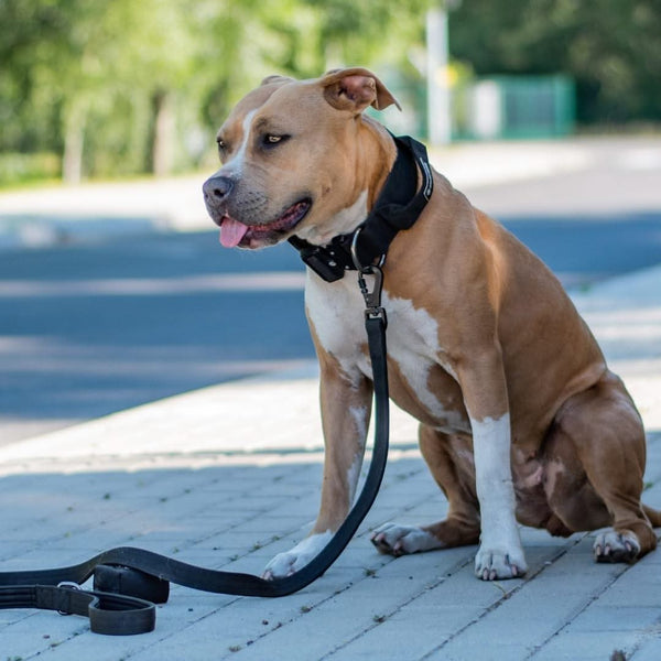 Comfort Control Collar Set - Black