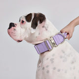 Comfort Control Collar Set - Lilac