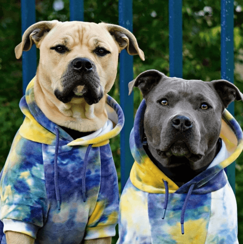 Adidog hoodie best sale for staffy