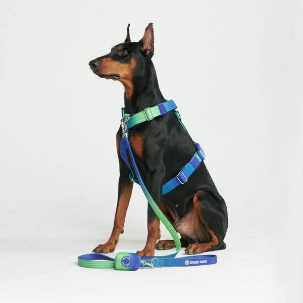 Comfort Control Dog Leash - Lime Wave