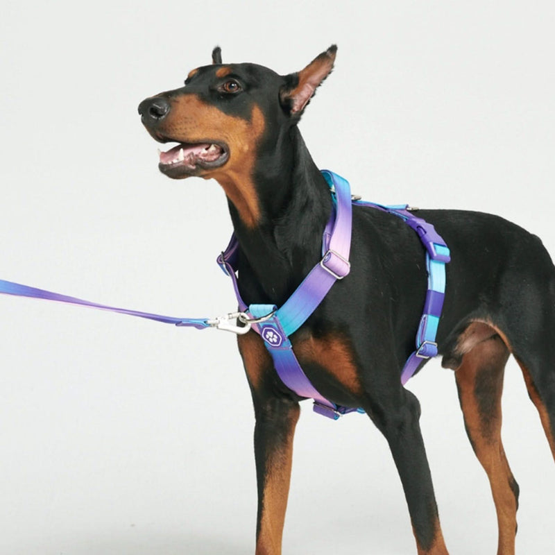 Comfort Control No-Pull Dog Harness - 90s Retro