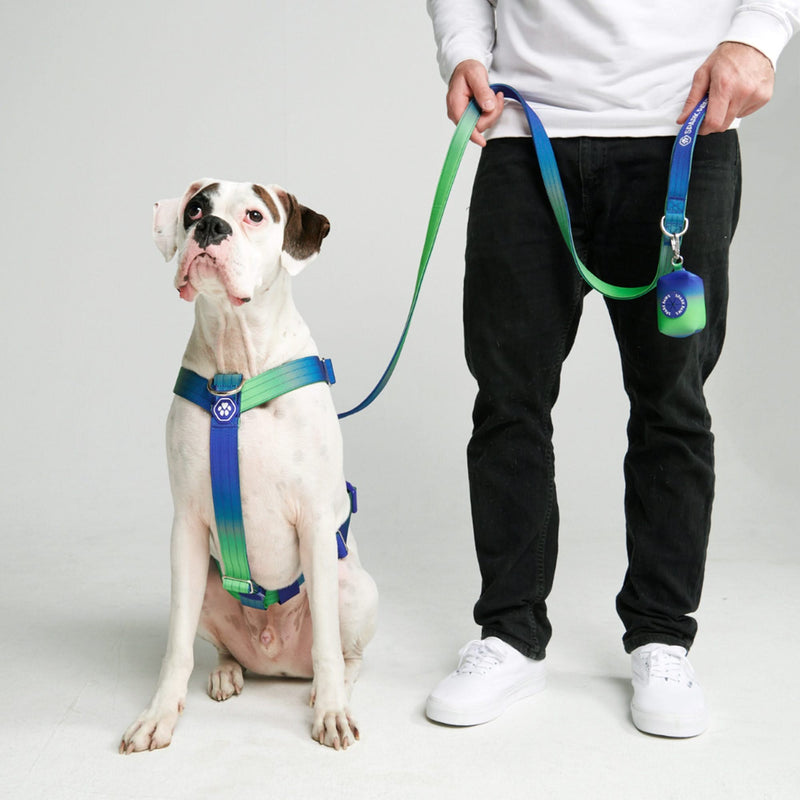 Comfort Control Dog Leash - Lime Wave