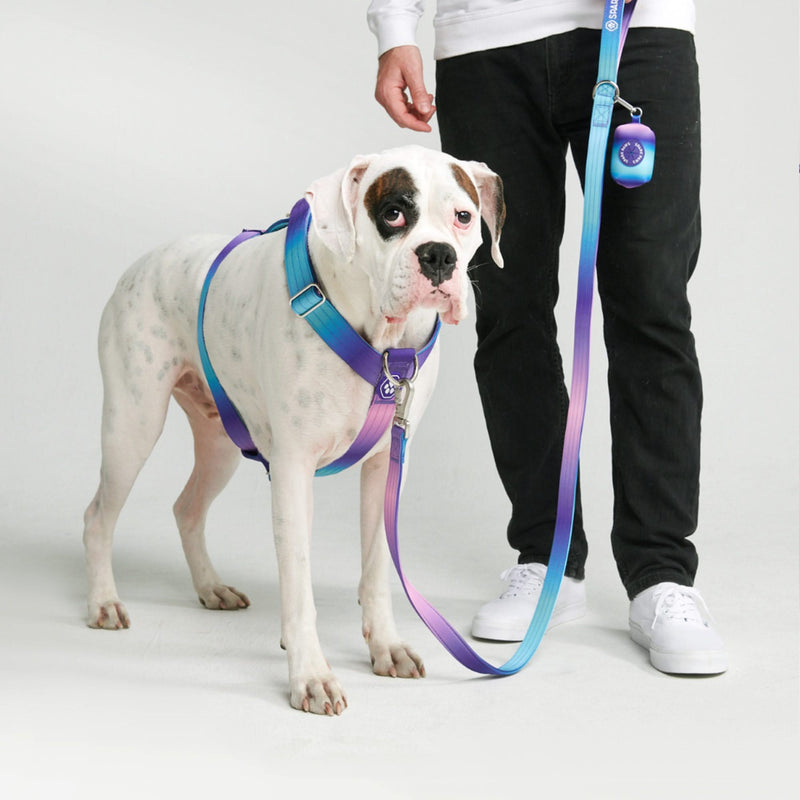 Pitbull harness no store pull